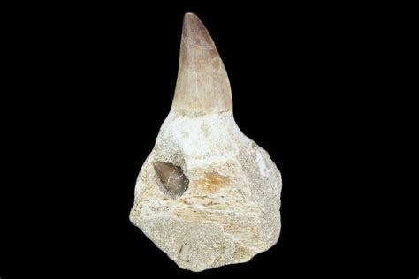 19 Mosasaur Prognathodon Jaw Section With Unerupted Tooth For Sale 116986