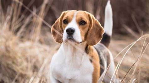 Beagle Price Temperament Life Span