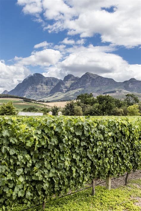 Vineyards In The Stellenbosch Winery Area Western Cape South Africa