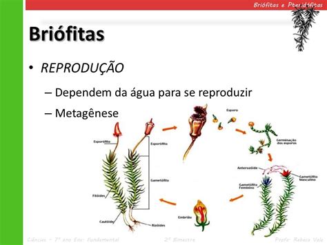 Qual A Diferença Entre Briófitas E Pteridófitas