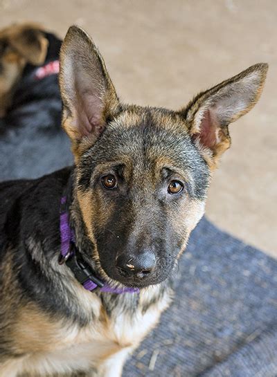Scarlett Austin German Shepherd Dog Rescue