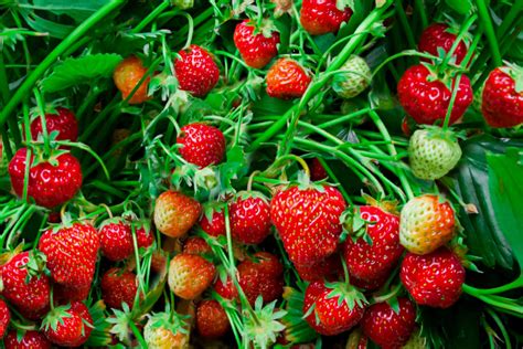 10 Tips To Grow Healthier Strawberries