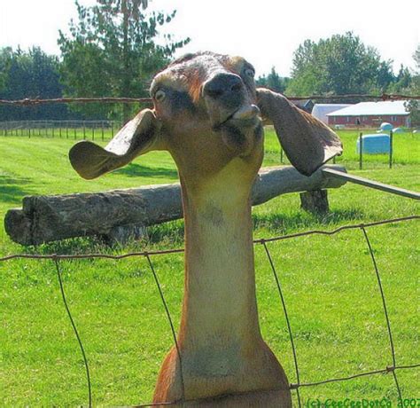 Hilarious Goats ~ Funny Joke Pictures