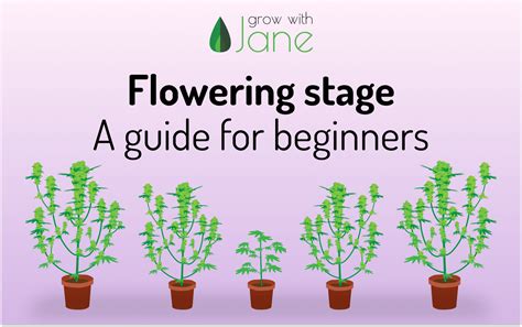 These flowering stage tips will take your cannabis production to the next level. Flowering stage in Cannabis plants: a guide for beginners
