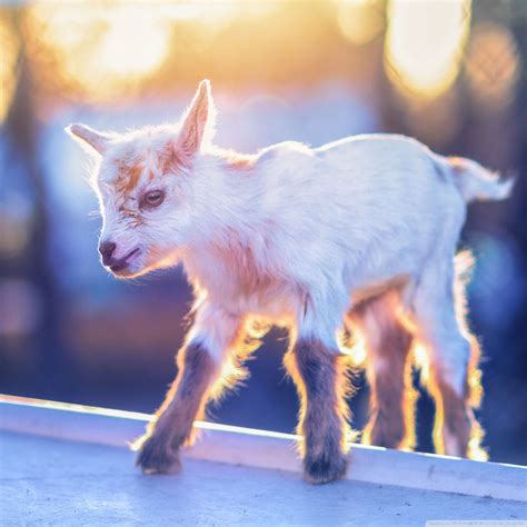 Baby Goats Wallpapers Wallpaper Cave