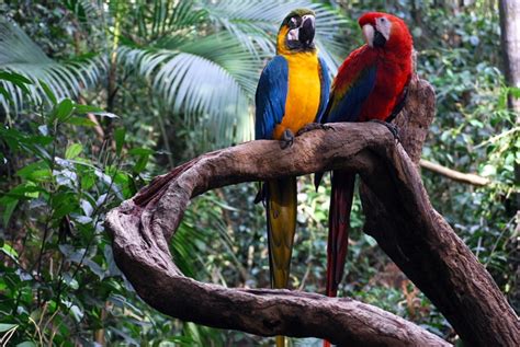 The amazon rainforest is one of the most diverse places on the planet. Amazon Rainforest | GALAHOTELS BLOG