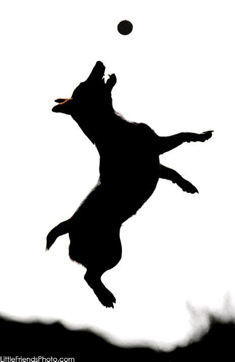 Dog Jumping Silhouette At Getdrawings Free Download