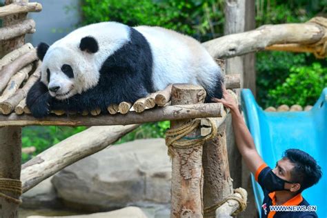 Zoo Negara Reopens In Malaysia Xinhua Englishnewscn