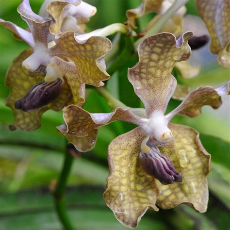 Wählen sie aus erstklassigen inhalten zum thema botanischer garten sri lanka in höchster qualität. Sri Lanka 2014 - Teeplantagen von Nuwara Eliya