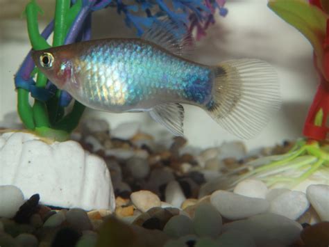 Bettas are territorial due to the very nature of their habitat. I Was Wondering If 2 Neon Tetra 1 Guppy 1 Betta And 1 ...
