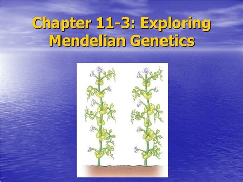 PPT Chapter 11 3 Exploring Mendelian Genetics PowerPoint