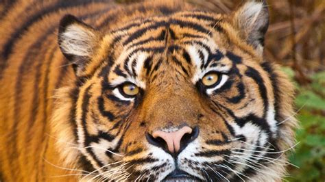Download Wallpaper 1920x1080 Tiger Face Eyes Aggression