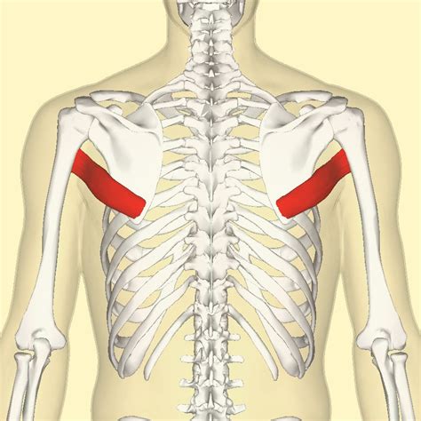 Teres Major Inferior Angle Of Scapula Below Teres Minor Origin