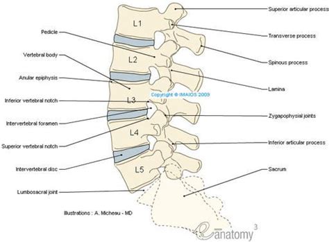 Anatomy Of The Spine And Back Intervertebral Disc Anatomy Spine