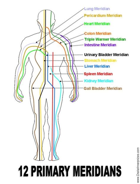 12 Primary Meridians Acupuncture Works