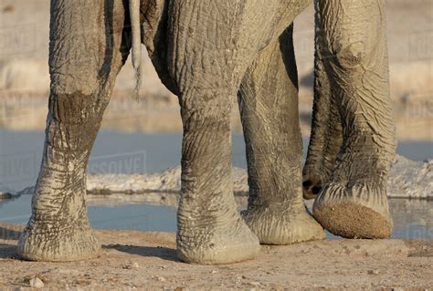 Africa Namibia Etosha National Park Elephant Legs And Trunk Stock