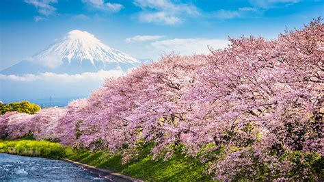 10 Amazing Facts About Cherry Blossoms Mental Floss