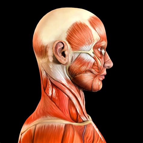Face Muscle Anatomy