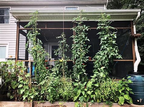 Some tomato varieties, like early girl. The 10 ft tomatoes have hit the roof! From left to right ...