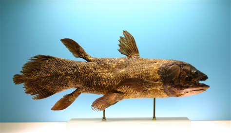 Prehistoric Fish Coelacanth
