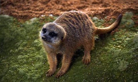 Cuddly Meerkats ‘most Murderous Animals On Earth Nature News