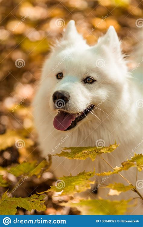 Dog Breed Samoyed Husky Doggy Portrait Stock Image