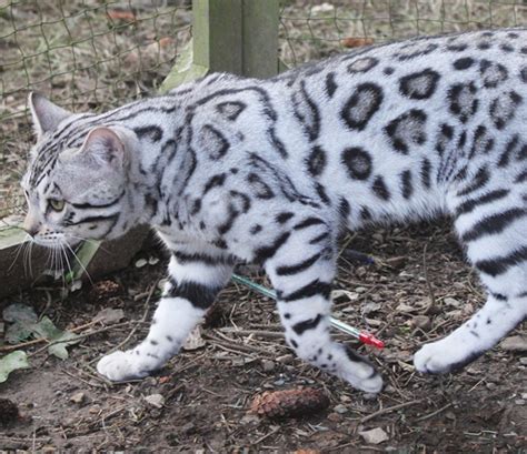 Meeting The Famed Snow Bengal Cat A Tale Of Charm And Social Media