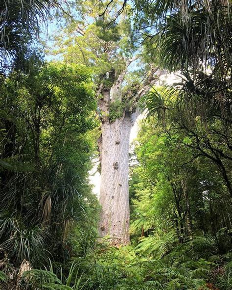 Tane Mahuta God Of The Forest Is The Largest Living Kauri Tree 🌲in