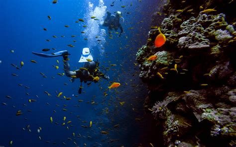 Best Places And Seas To Scuba Dive In The World Most Popular