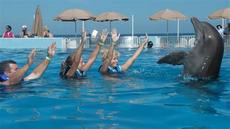 Swimming With Dolphins Swim With Dolphin World 800 667 5524
