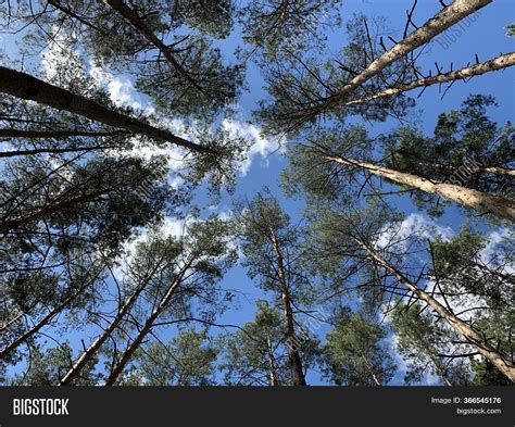 Trees Against Blue Sky Image And Photo Free Trial Bigstock