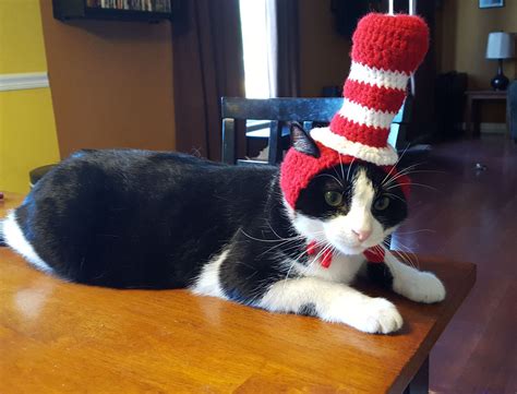 White And Black Cat Cat In The Hat Know Your Meme