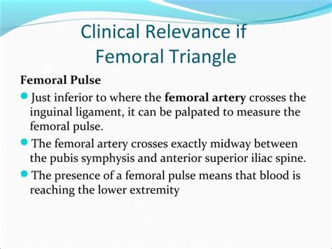 Femoral Triangle And Compartments Of The Thigh Ppt