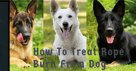 How To Treat Rope Burn From Dog Leash Ted Dog Mil