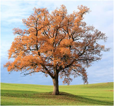 Der Baum Herbst Foto And Bild Baum Natur Herbst Bilder Auf