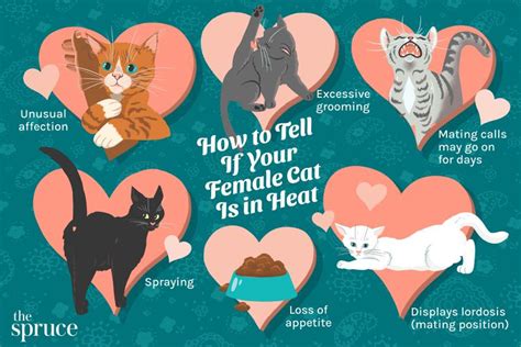Signs Of Heat In Cats