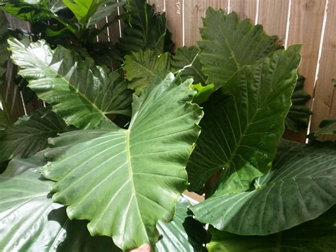 New Plants And Huge Leaves Exotica Tropicals Tropical Plants
