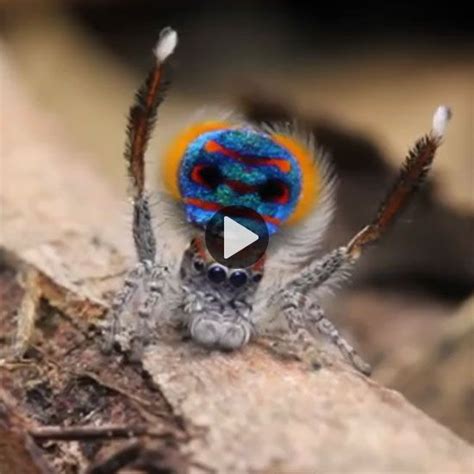 Courtship Dance Display Of Jumping Peacock Spiders Mother Earth News