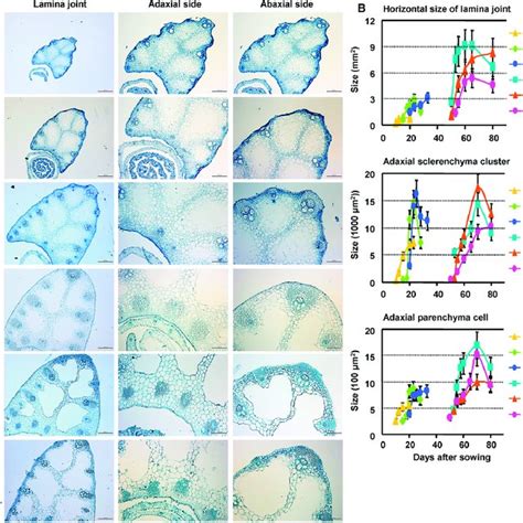Morphological And Cytological Observation Of The Rice Lamina Joint A