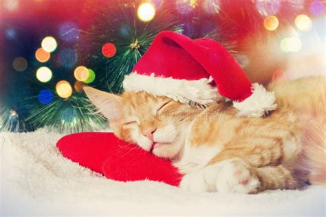 Christmas Kitten Sleeping Stock Image Image Of Cats 59892305