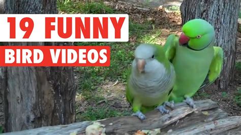 19 Funny Bird Videos Funny Birds Funny Parrots Bird 