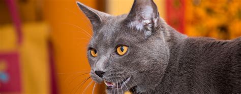 Chartreux Cat Breed Information Characteristics And Facts Pet Side