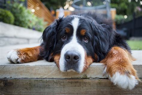 Bernese Mountain Dogs The Worst Dog Breeds For Small