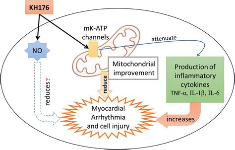Effects Of A Mitochondrial Acting Drug On Ischemiareperfusion Induced