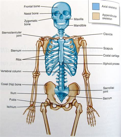 Axial Skeleton Axial Skeleton Human Organ Diagram Human Anatomy And