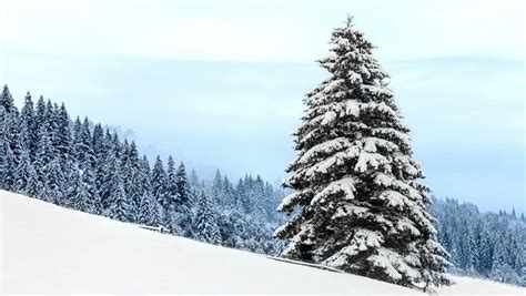 Snow Covered Fir Trees Snowstorm Stock Footage Video 5243780