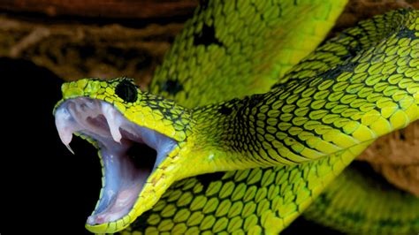 The Most Poisonous Snakes In India Venomous Villains You Dont Want To