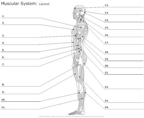 Muscular System Diagram Worksheet Body Muscles Pinterest