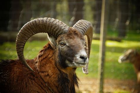 Mufflon Wildschaf Schaf Hörner Kostenloses Stock Bild Public Domain