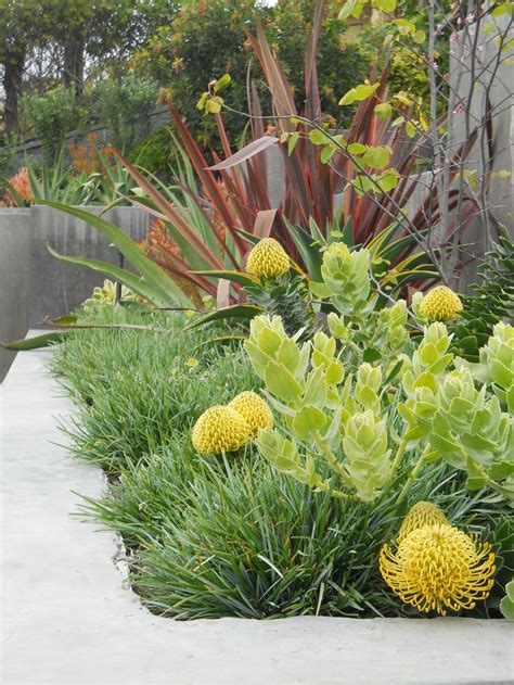 Best 25 Australian Native Garden Ideas On Pinterest Australian